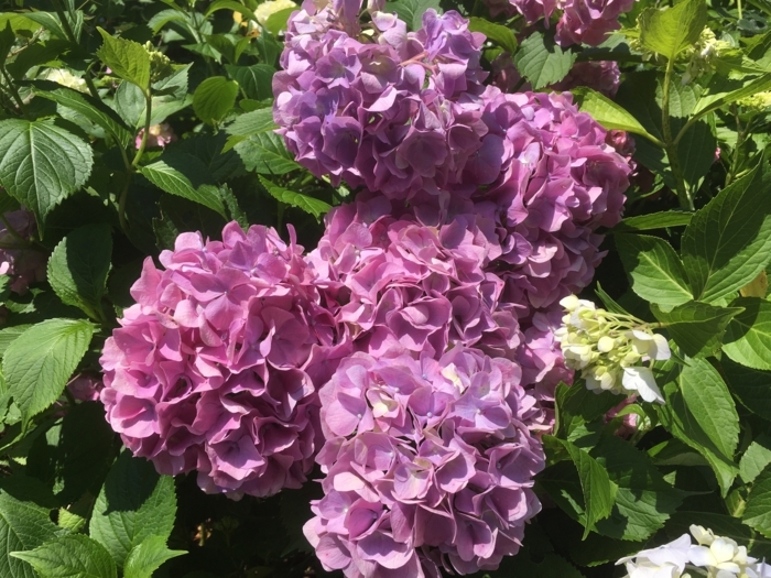 f:id:utautan:20180704103208j:plain