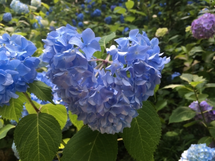 f:id:utautan:20180704103209j:plain