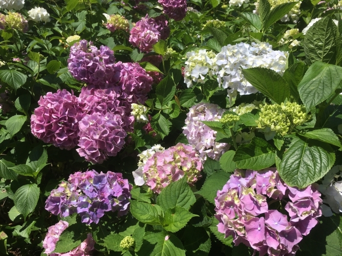 f:id:utautan:20180704103210j:plain