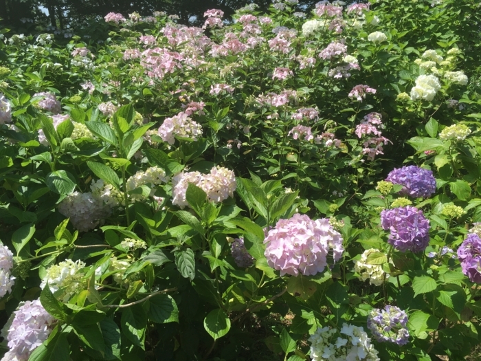 f:id:utautan:20180704103211j:plain