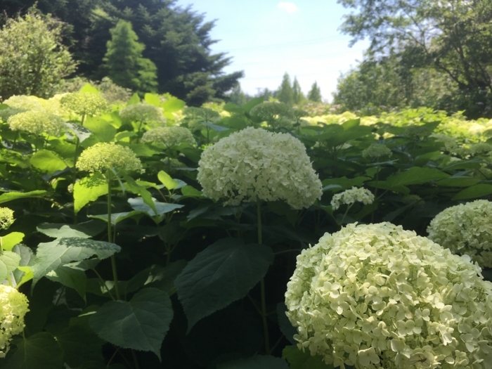 f:id:utautan:20180704103214j:plain