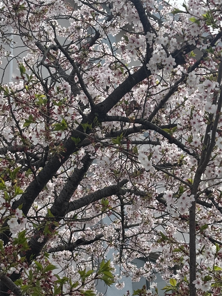 f:id:utenaluce:20260406170709j:image f:id:utenaluce:20260406170709j:image