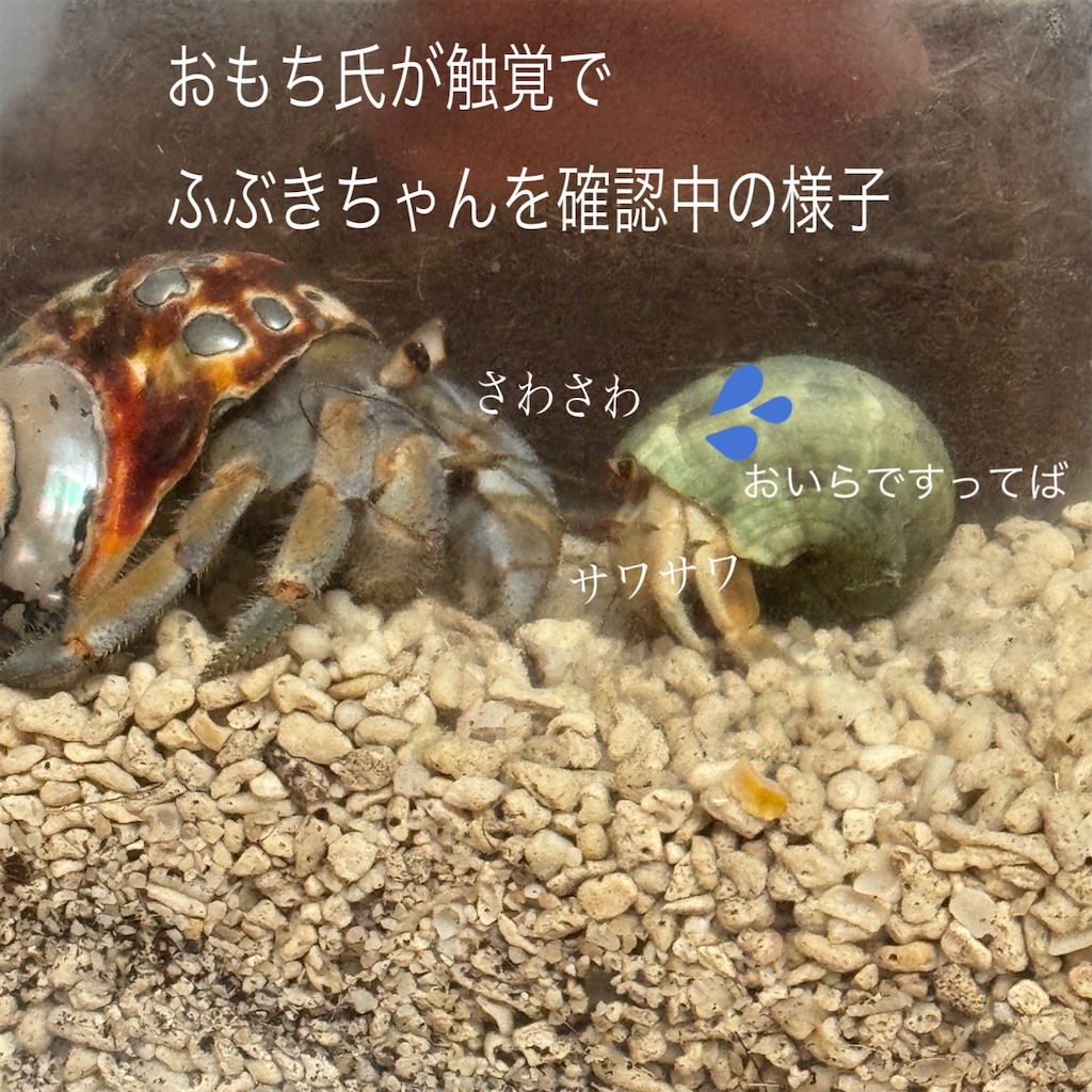 f:id:utenaluce:20260503151018j:image f:id:utenaluce:20260503151018j:image