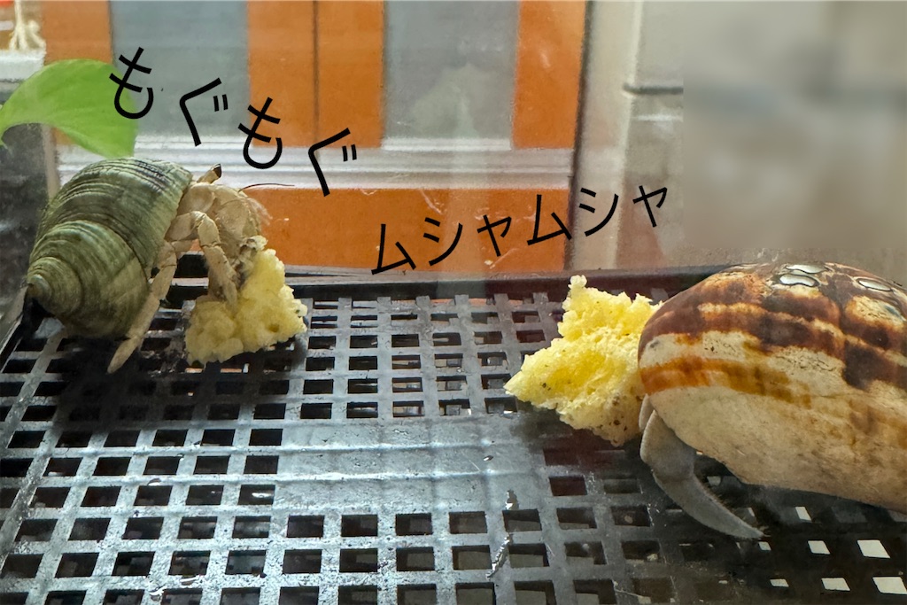 f:id:utenaluce:20260602182020j:image f:id:utenaluce:20260602182020j:image