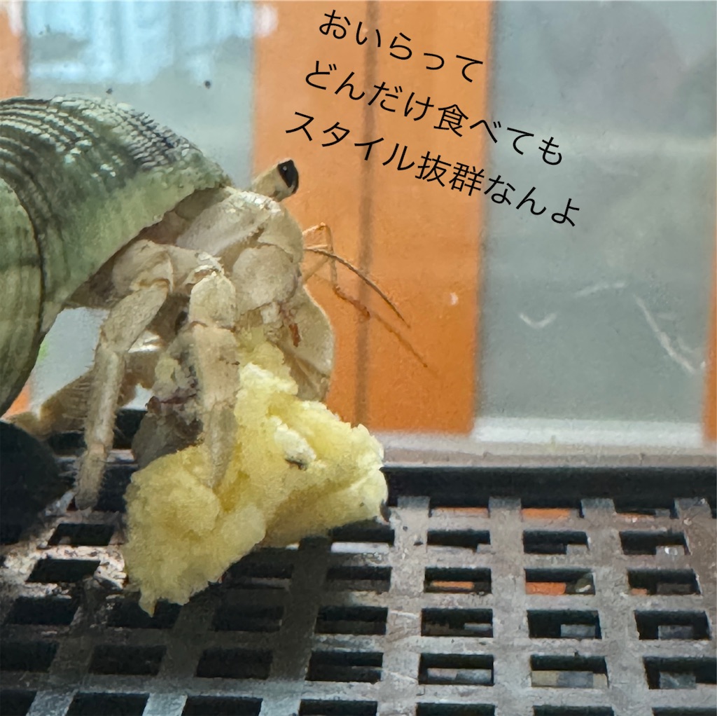 f:id:utenaluce:20260602182329j:image f:id:utenaluce:20260602182329j:image