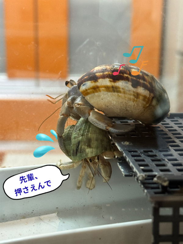 f:id:utenaluce:20260919180022p:image f:id:utenaluce:20260919180022p:image