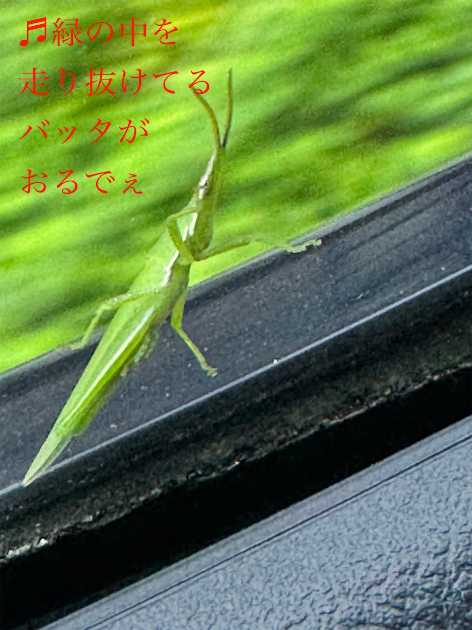 f:id:utenaluce:20260920143338j:image f:id:utenaluce:20260920143338j:image