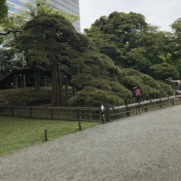 樹齢三百年の松