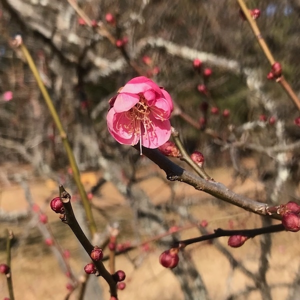 紅梅