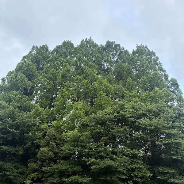 武蔵関公園のメタセコイア