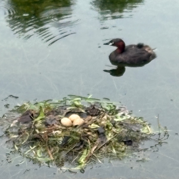 野鳥と池に浮かぶ巣