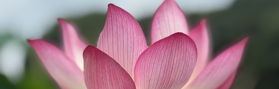 赤いハスの花
