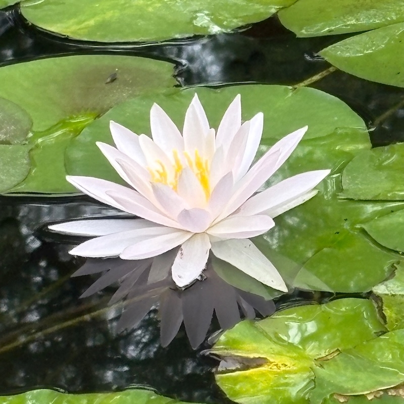 白い睡蓮