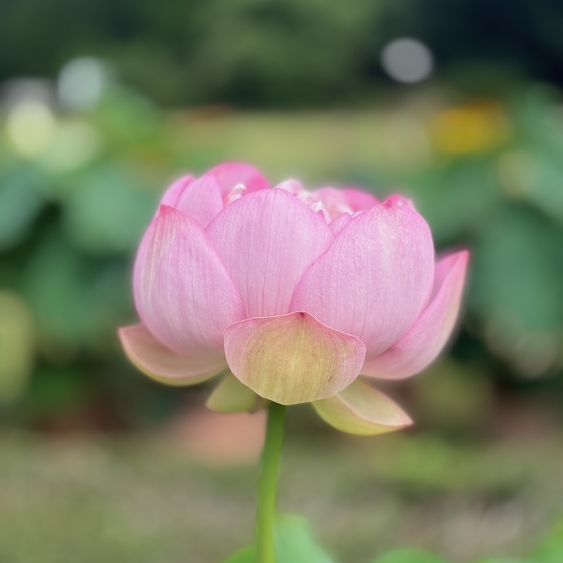 粉碗蓮