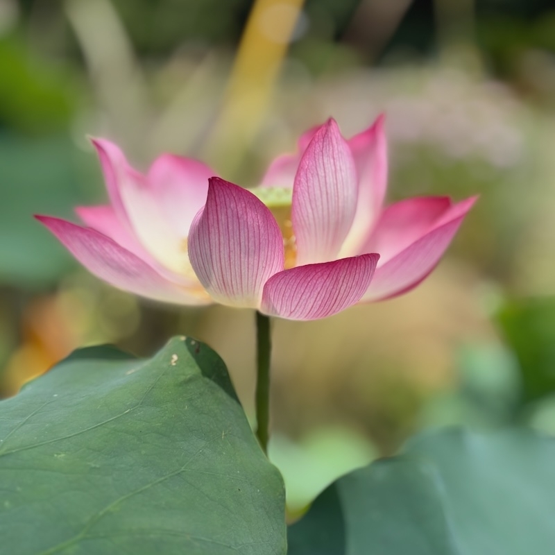 蜀光蓮