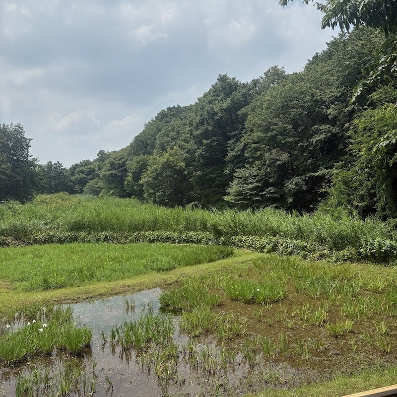 水生植物園