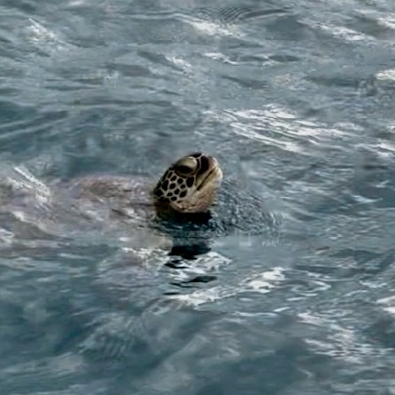 川平湾のウミガメ