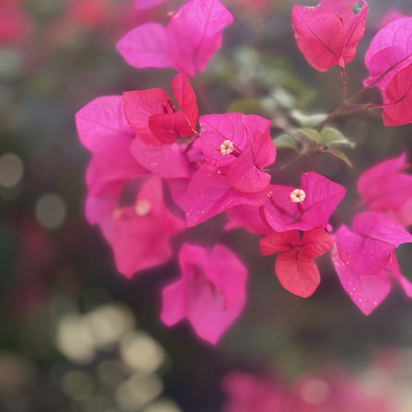 ブーゲンビリア