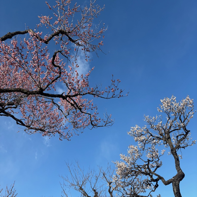 紅梅と白梅