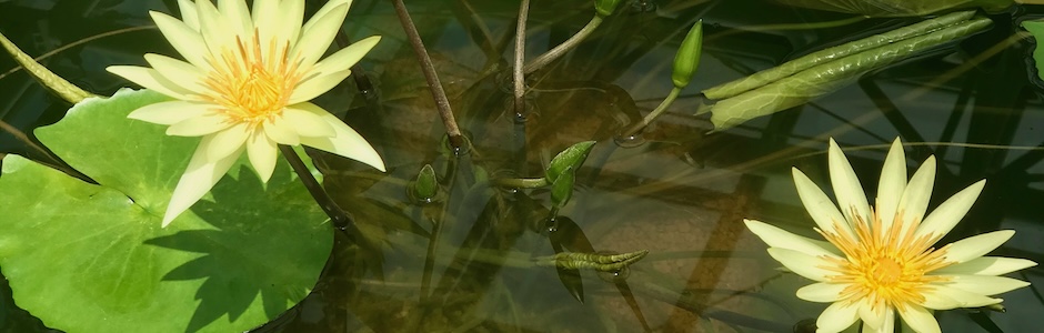 熱帯スイレン（黄色）