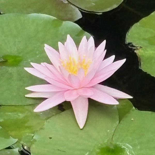 桃色の熱帯スイレン