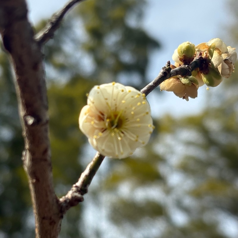 白梅の花