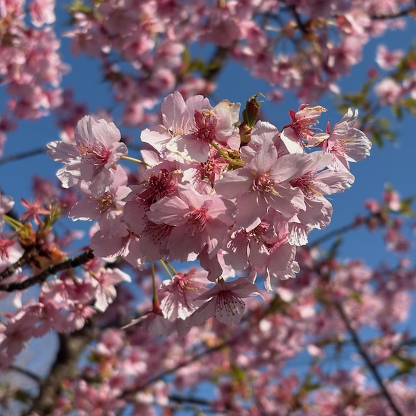 早咲きの桜