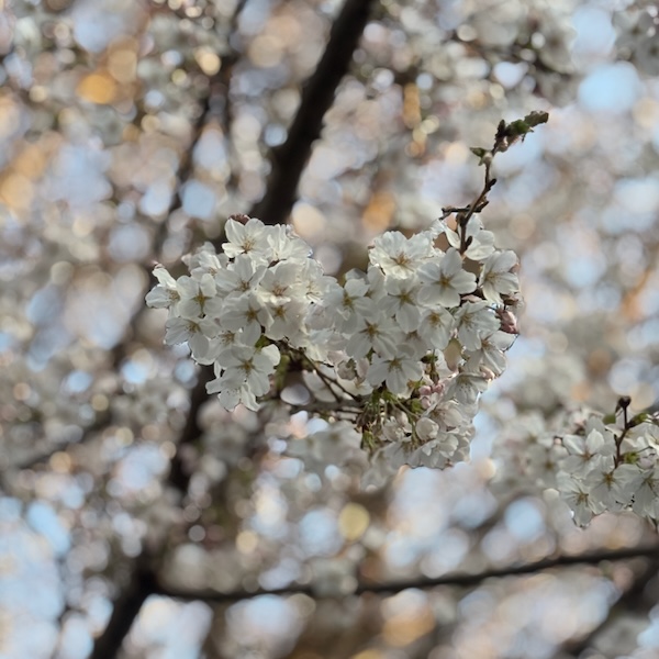 桜