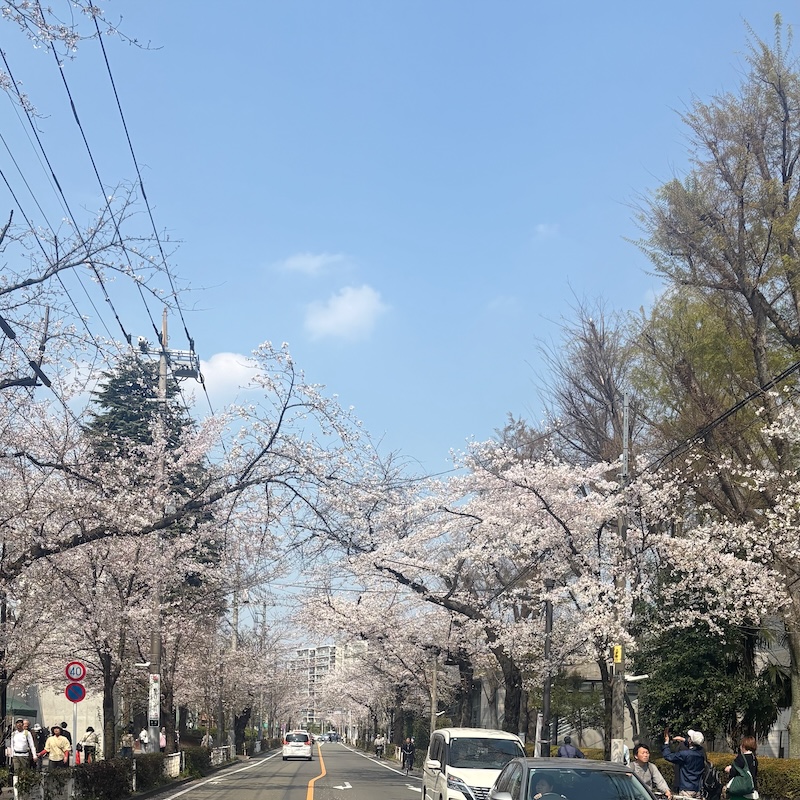 桜並木