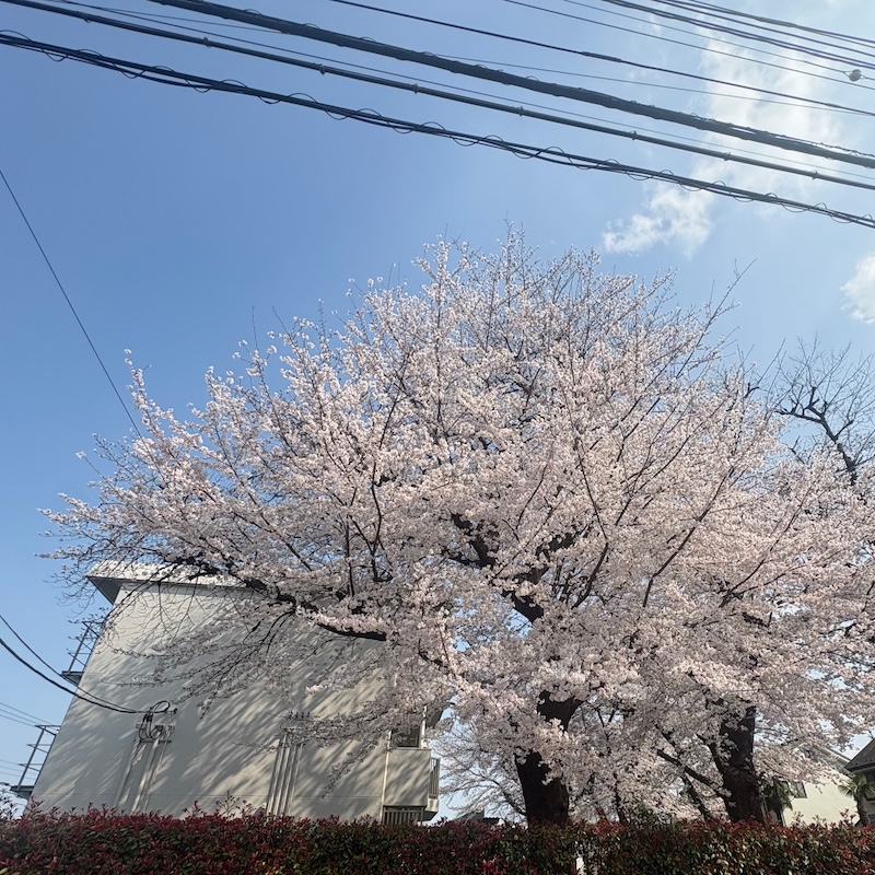 官舎の桜