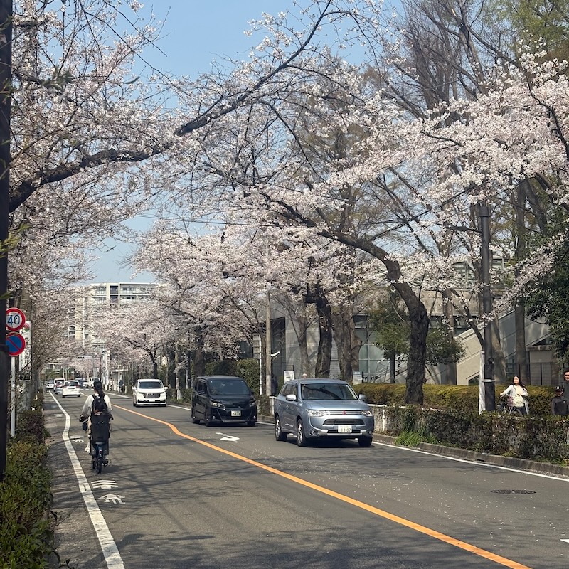 桜並木