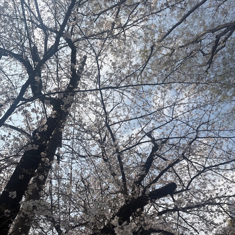 見上げた桜