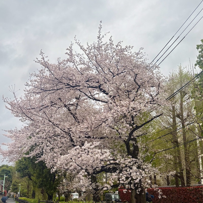 桜、舞い散る