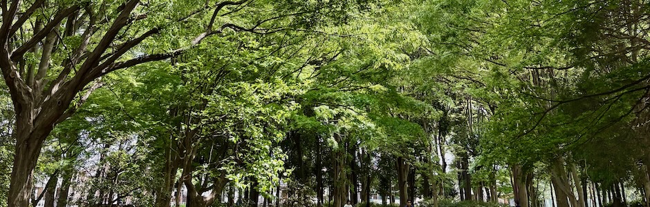 小金井公園の新緑