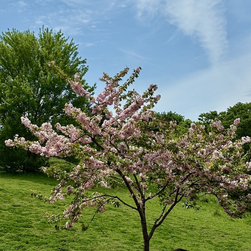 桜、楊貴妃
