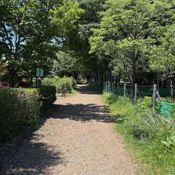新緑の散歩道