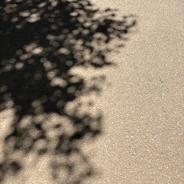 木陰