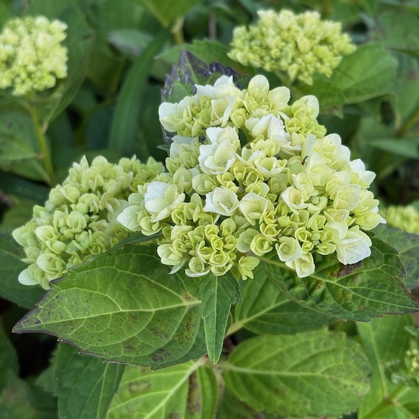 つぼみのふくらんだ紫陽花