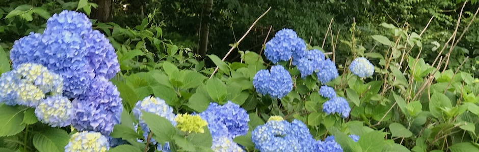 青紫のアジサイ