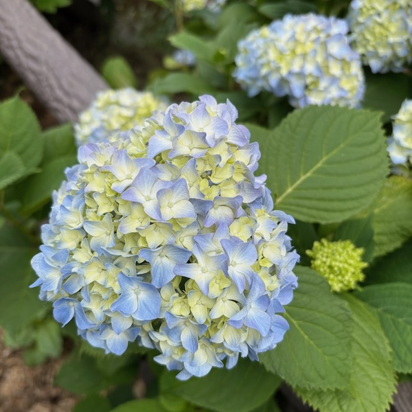 色づきはじめた紫陽花