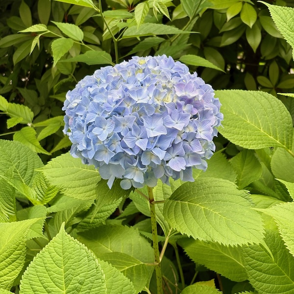 紫陽花