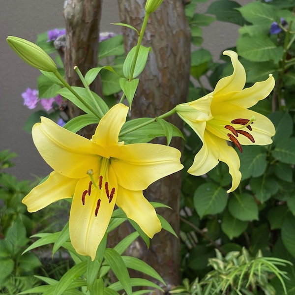 黄色い百合の花