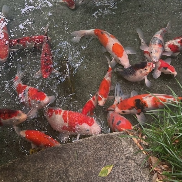 池を泳ぐ鯉の群れ
