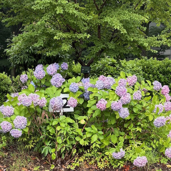 薄紫の紫陽花