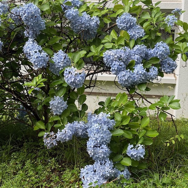 青い紫陽花