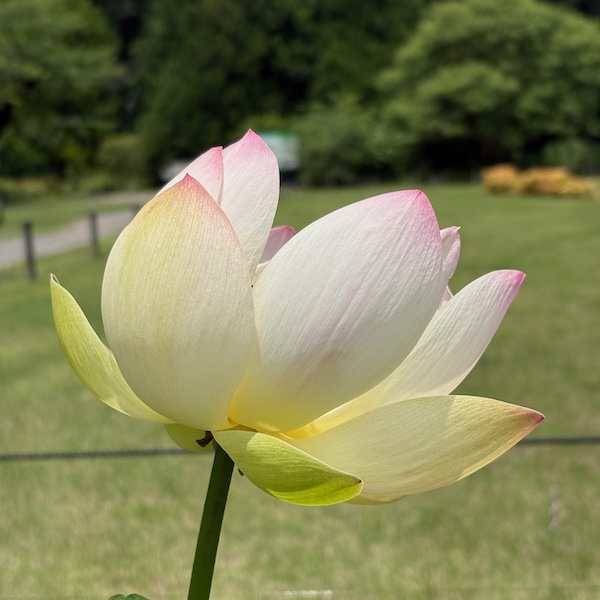 ハスの花
