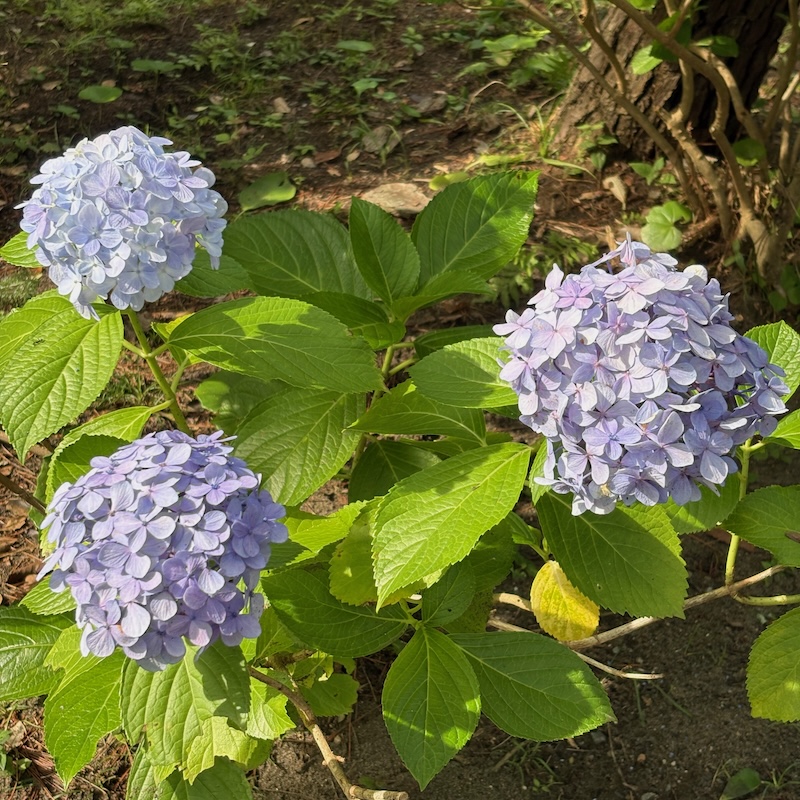 しおさい公園のアジサイ