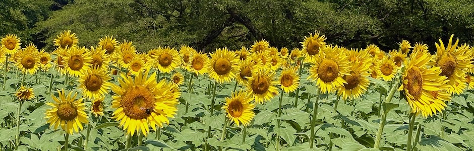 国営昭和記念公園のひまわり畑