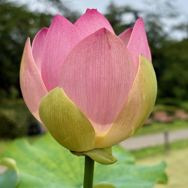 赤いハス