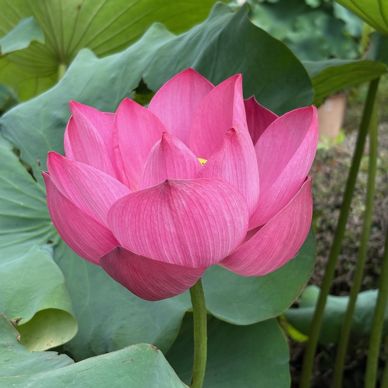 艶陽蓮